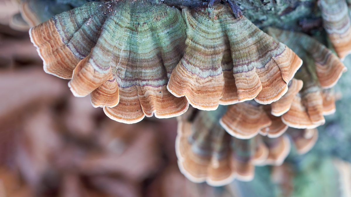 Ces champignons « réveillent » votre système immunitaire